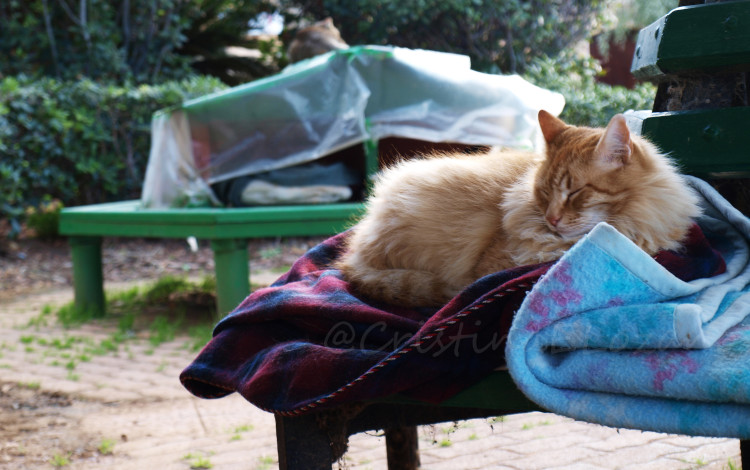 Casas de gatos en el Parque de la Indepedencia de Sliema (Malta)