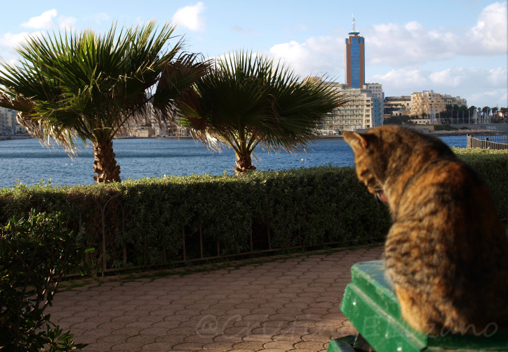 Casas de gatos en el Parque de la Indepedencia de Sliema (Malta)