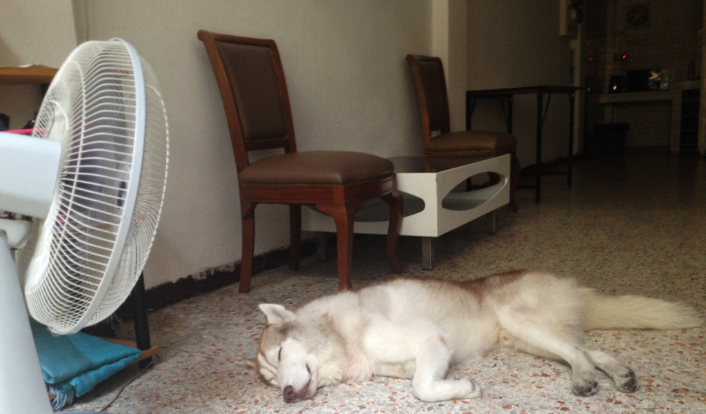Hisky siberaniano torrao. Lumphini Home Stay. Bangkok. Tailandia