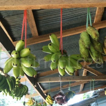 Miniplatanos de Tailandia