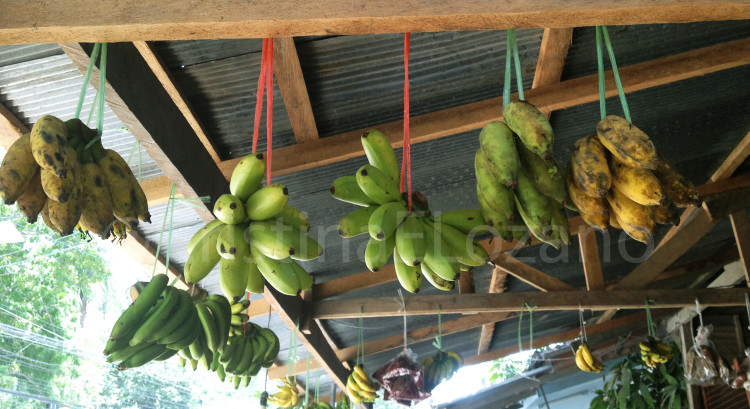 Miniplatanos de Tailandia