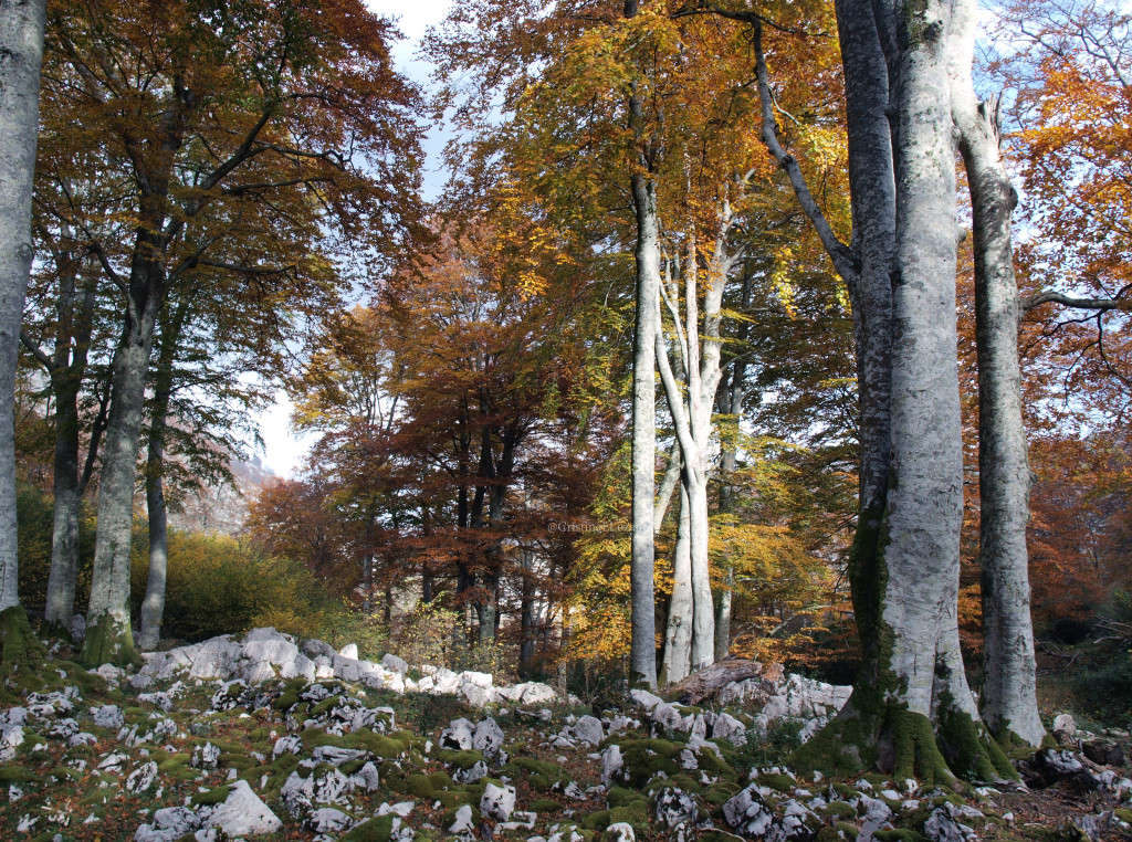 Ruta del Hoyo Masallo, de Valle a Riba en otoño. Valle de Soba (Cantabria)