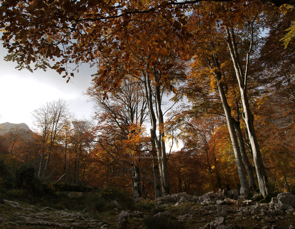 Ruta del Hoyo Masallo, de Valle a Riba en otoño. Valle de Soba (Cantabria)