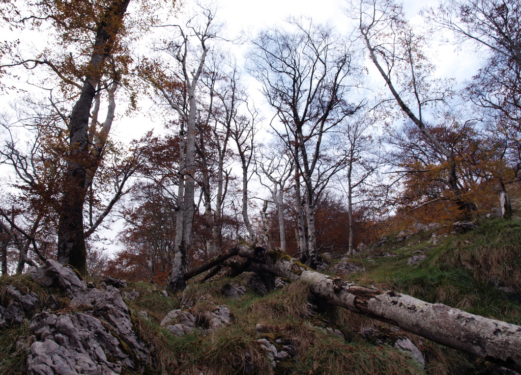 Ruta del Hoyo Masallo, de Valle a Riba en otoño. Valle de Soba (Cantabria)