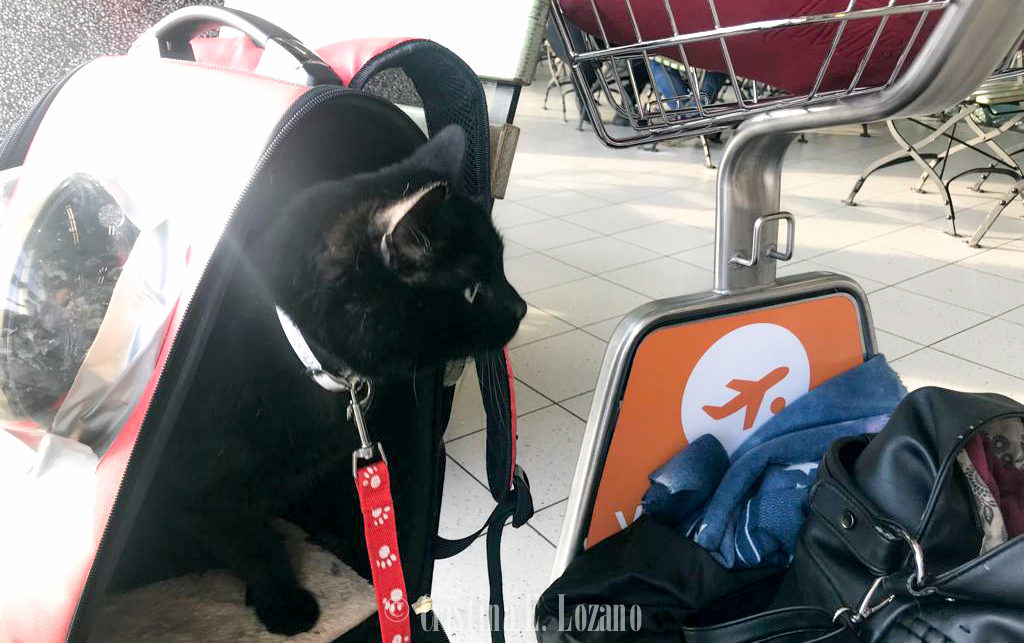 Transportin homologado para viajar en avión y volar con un gato-24